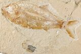 4.5" Cretaceous Fossil Fish (Sedenhorstia) - Lebanon - #200764-1
